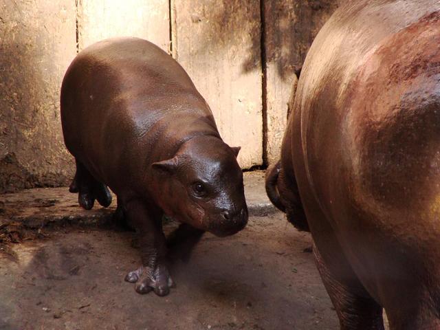 Zoo3