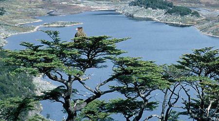 Isla Navarino – Patagonia, Argentyna