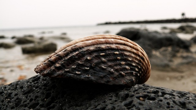 Muszelka