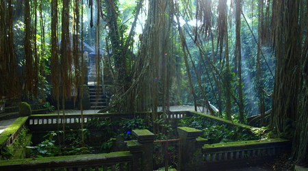 kolo ubud – Bali, Indonezja
