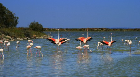 Flamingi w delcie Rodanu (Francja) – Camargue