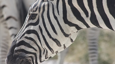 Zebra - Etosha National Park – Park Narodowy Etosha, Namibia