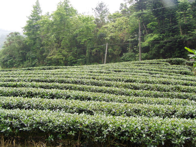 tea farm