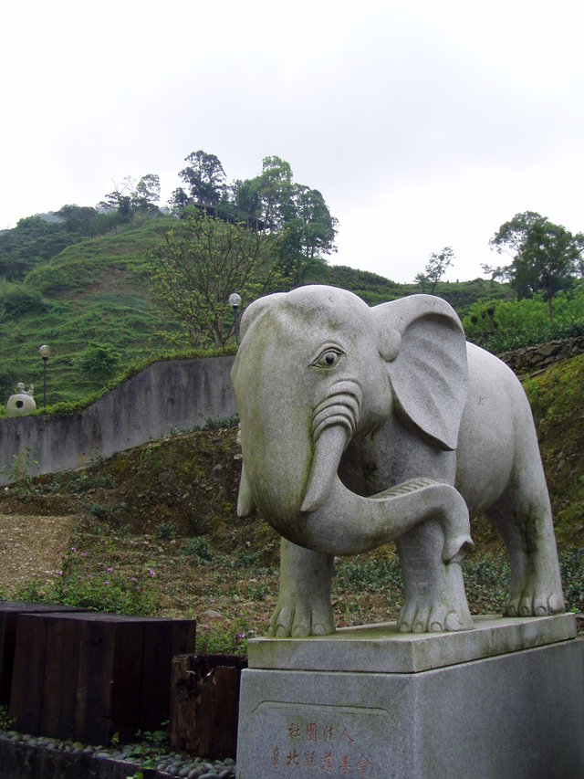 tea farm