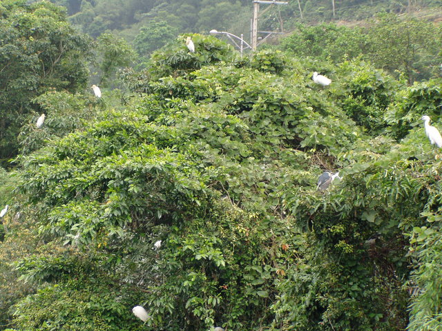 birds