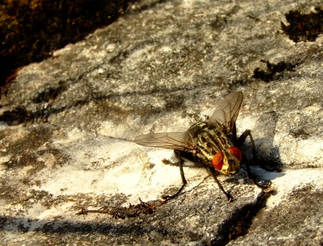 Bzzzzzzzzz