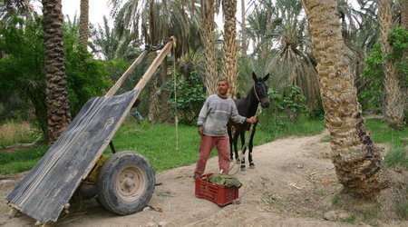 TUNEZJA,SAFARI – Turcja