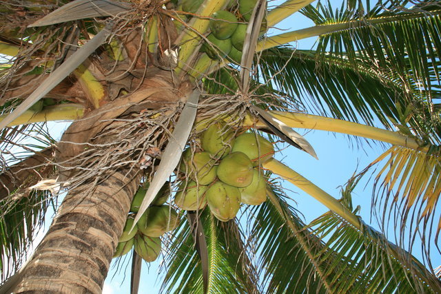 KUBA,PLAŻE VARADERO