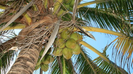 KUBA,PLAŻE VARADERO