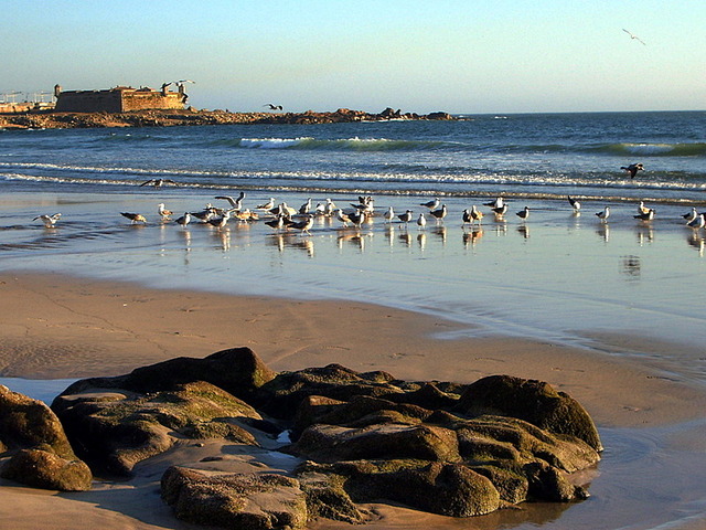 Porto-plaża w Matosinhos