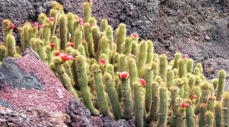 Kwitnace kaktusy – Lanzarote, Hiszpania