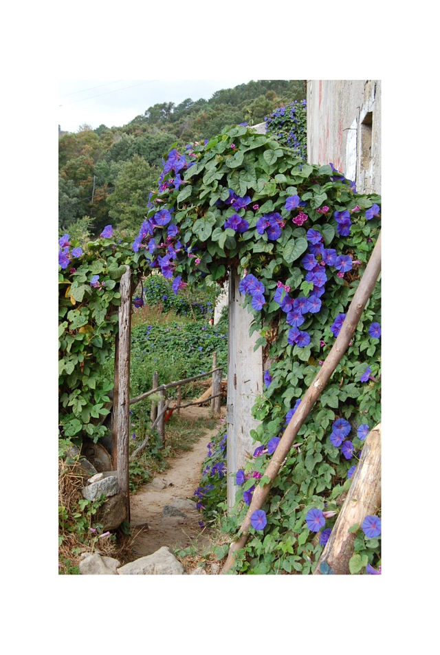Monchique