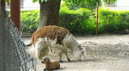 Moszna, mini zoo – Polska