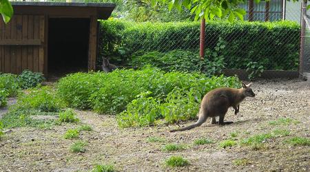 Moszna, mini zoo – Polska