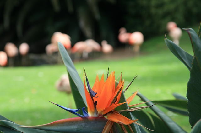 TENERYFA,LORO PARQUE