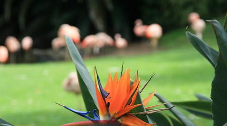 TENERYFA,LORO PARQUE – Hiszpania