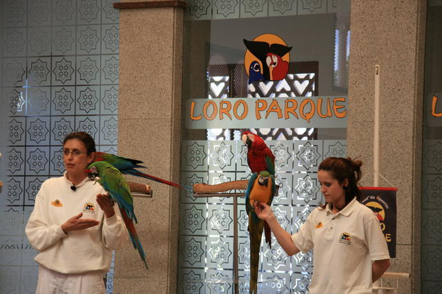 TENERYFA,LORO PARQUE