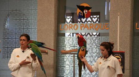 TENERYFA,LORO PARQUE – Hiszpania