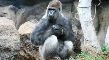 TENERYFA,LORO PARQUE – Hiszpania