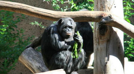 TENERYFA,LORO PARQUE – Hiszpania