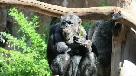 TENERYFA,LORO PARQUE – Hiszpania