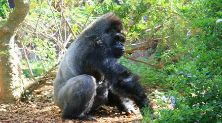 TENERYFA,LORO PARQUE – Hiszpania