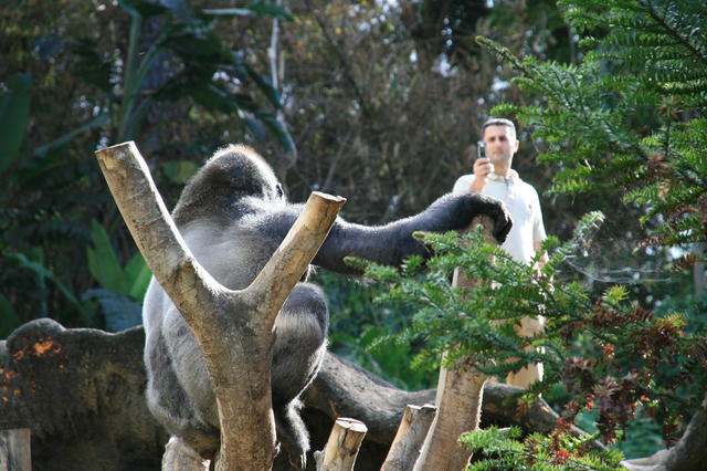TENERYFA,LORO PARQUE