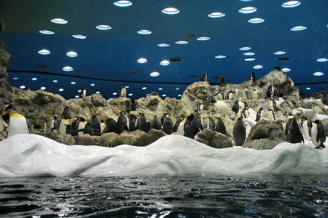 TENERYFA,LORO PARQUE