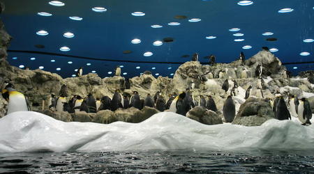 TENERYFA,LORO PARQUE – Hiszpania