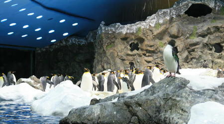 TENERYFA,LORO PARQUE – Hiszpania