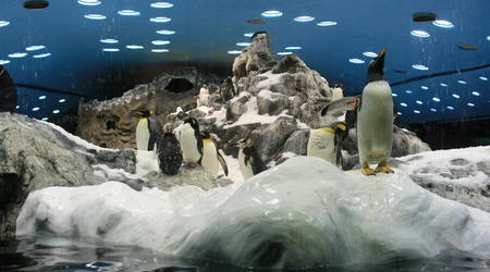 TENERYFA,LORO PARQUE – Hiszpania