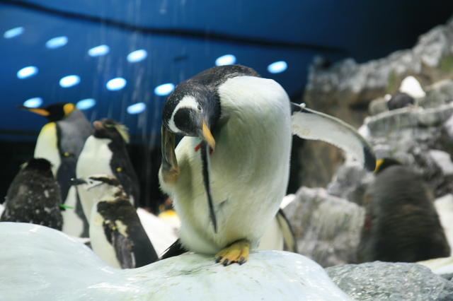 TENERYFA,LORO PARQUE