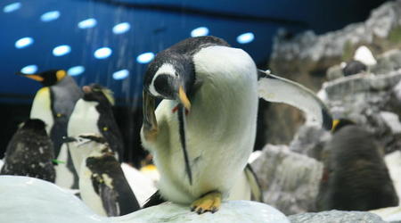 TENERYFA,LORO PARQUE – Hiszpania