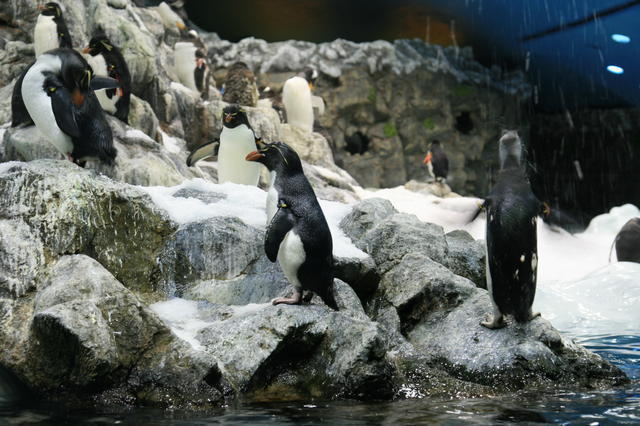 TENERYFA,LORO PARQUE