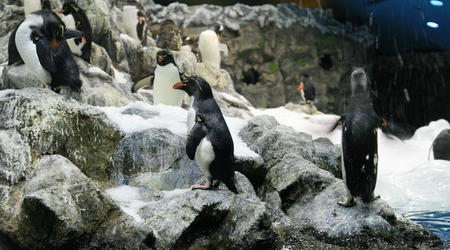 TENERYFA,LORO PARQUE – Hiszpania