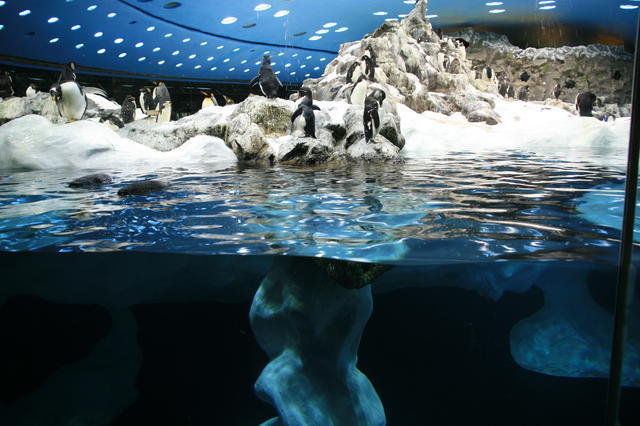 TENERYFA,LORO PARQUE