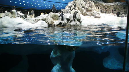 TENERYFA,LORO PARQUE – Hiszpania