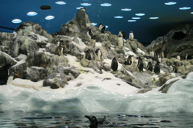TENERYFA,LORO PARQUE
