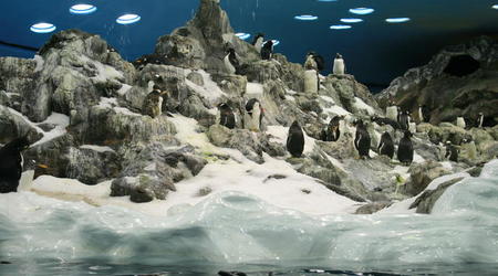 TENERYFA,LORO PARQUE – Hiszpania