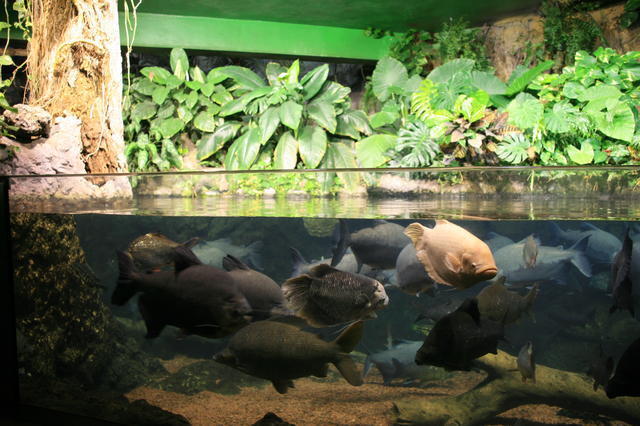 TENERYFA,LORO PARQUE