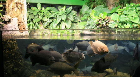 TENERYFA,LORO PARQUE – Hiszpania