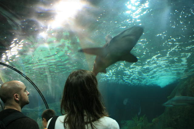 TENERYFA,LORO PARQUE