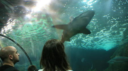 TENERYFA,LORO PARQUE – Hiszpania