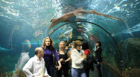 TENERYFA,LORO PARQUE – Hiszpania