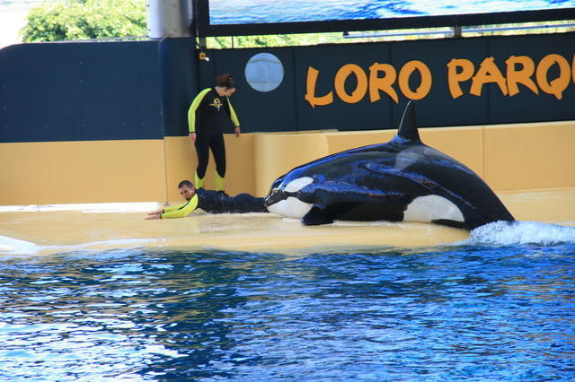 TENERYFA,LORO PARQUE