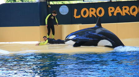 TENERYFA,LORO PARQUE – Hiszpania
