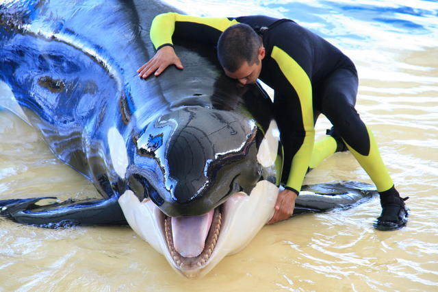 TENERYFA,LORO PARQUE