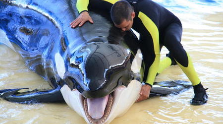 TENERYFA,LORO PARQUE – Hiszpania