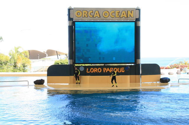 TENERYFA,LORO PARQUE