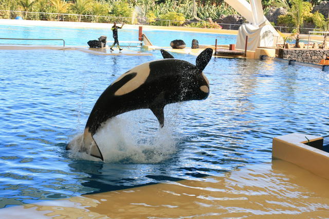 TENERYFA,LORO PARQUE